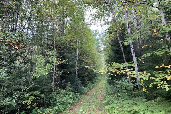 Host Lake Trail - FS 358C