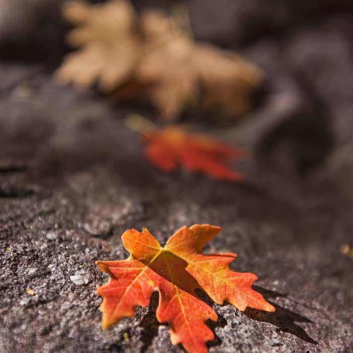 Near South Fork of Neff's Canyon