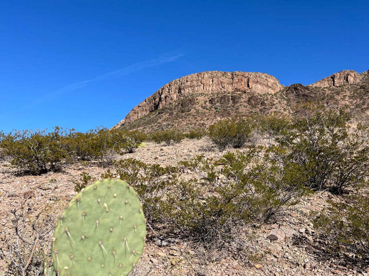 Bottletree Loop photo 6