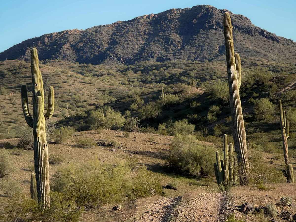 Ocotillo trail photo