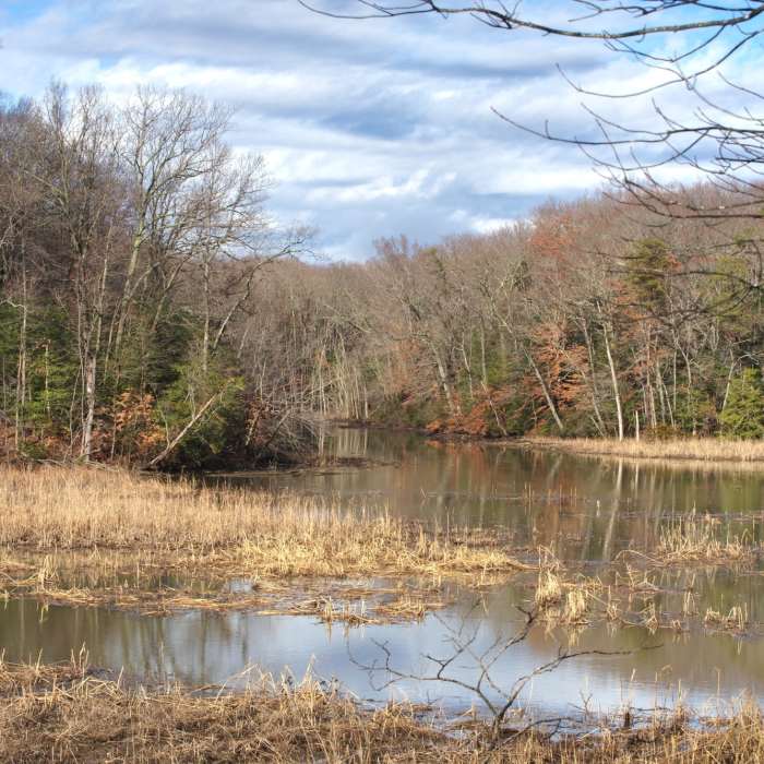 Near Great Marsh Trail