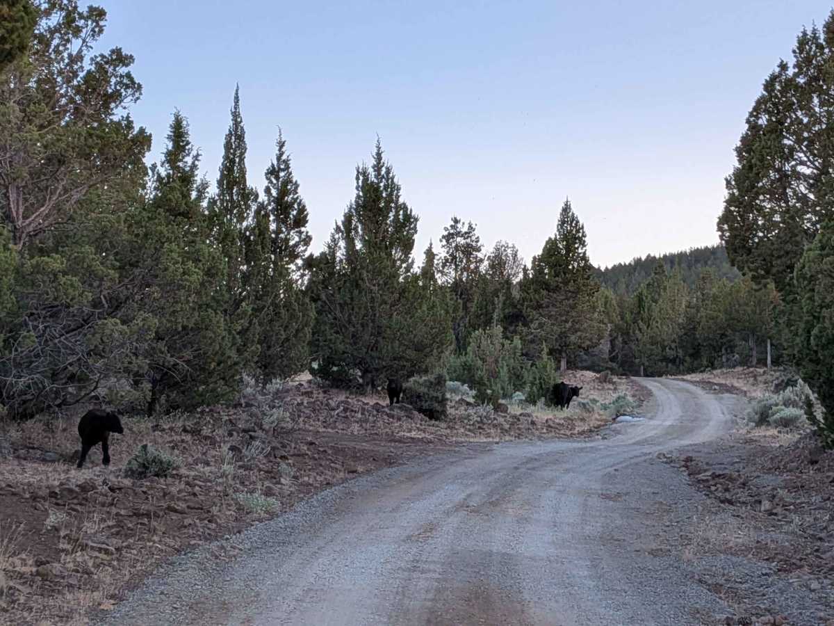Mount Lively South Fork Mountain Road photo 5