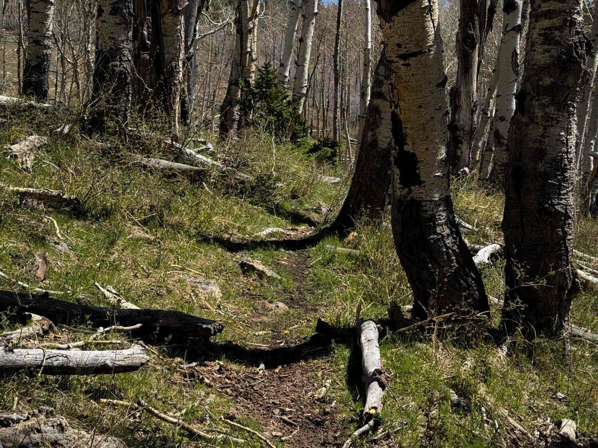 Trust Lands Singletrack  photo 6