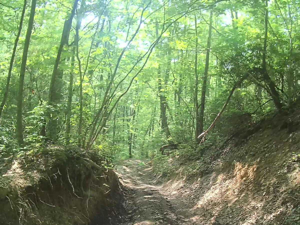 Martins Fork Trail photo 2