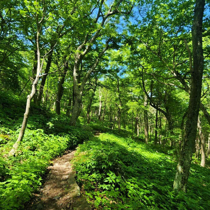Near AT/Passamaquoddy/Furnace Springs Loop