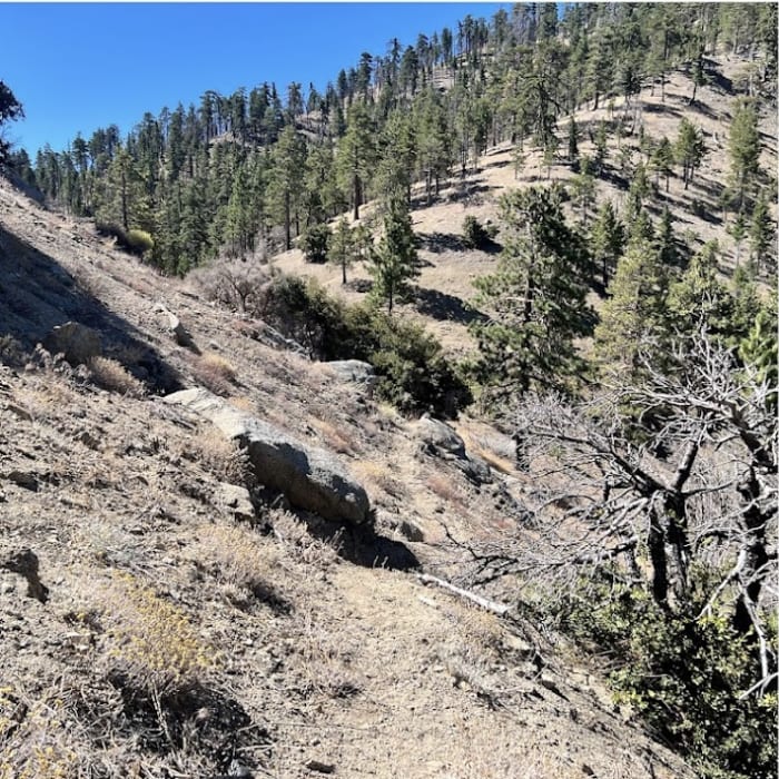 Near Winston Peak and Winston Ridge Loop