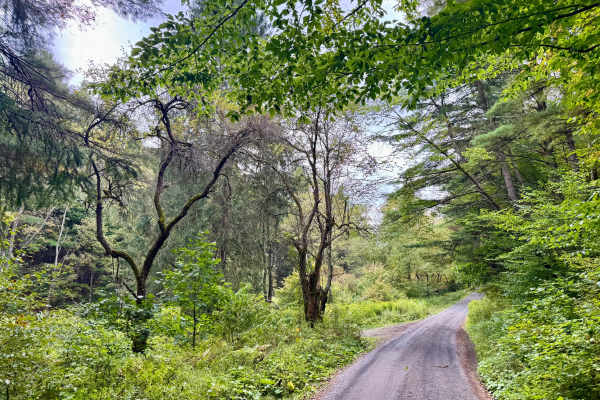 Sandy Run Road