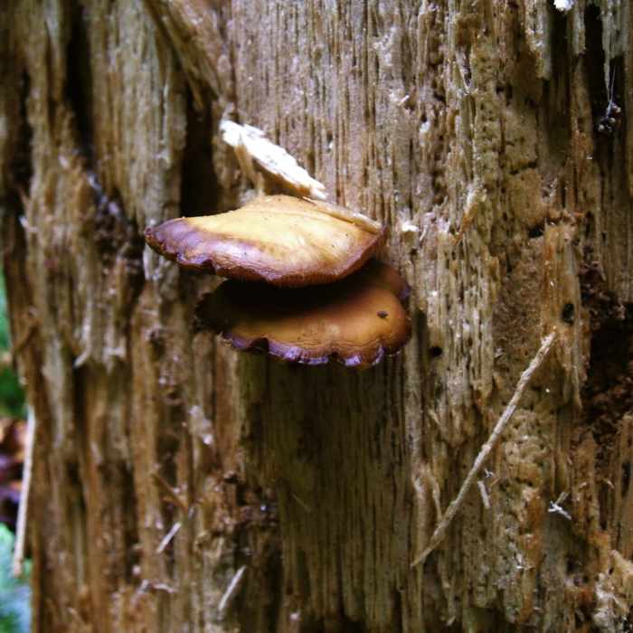 Near Sol Duc Falls Nature Trail