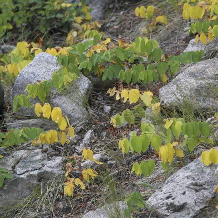 Near Alpine Lake + Baron Divide