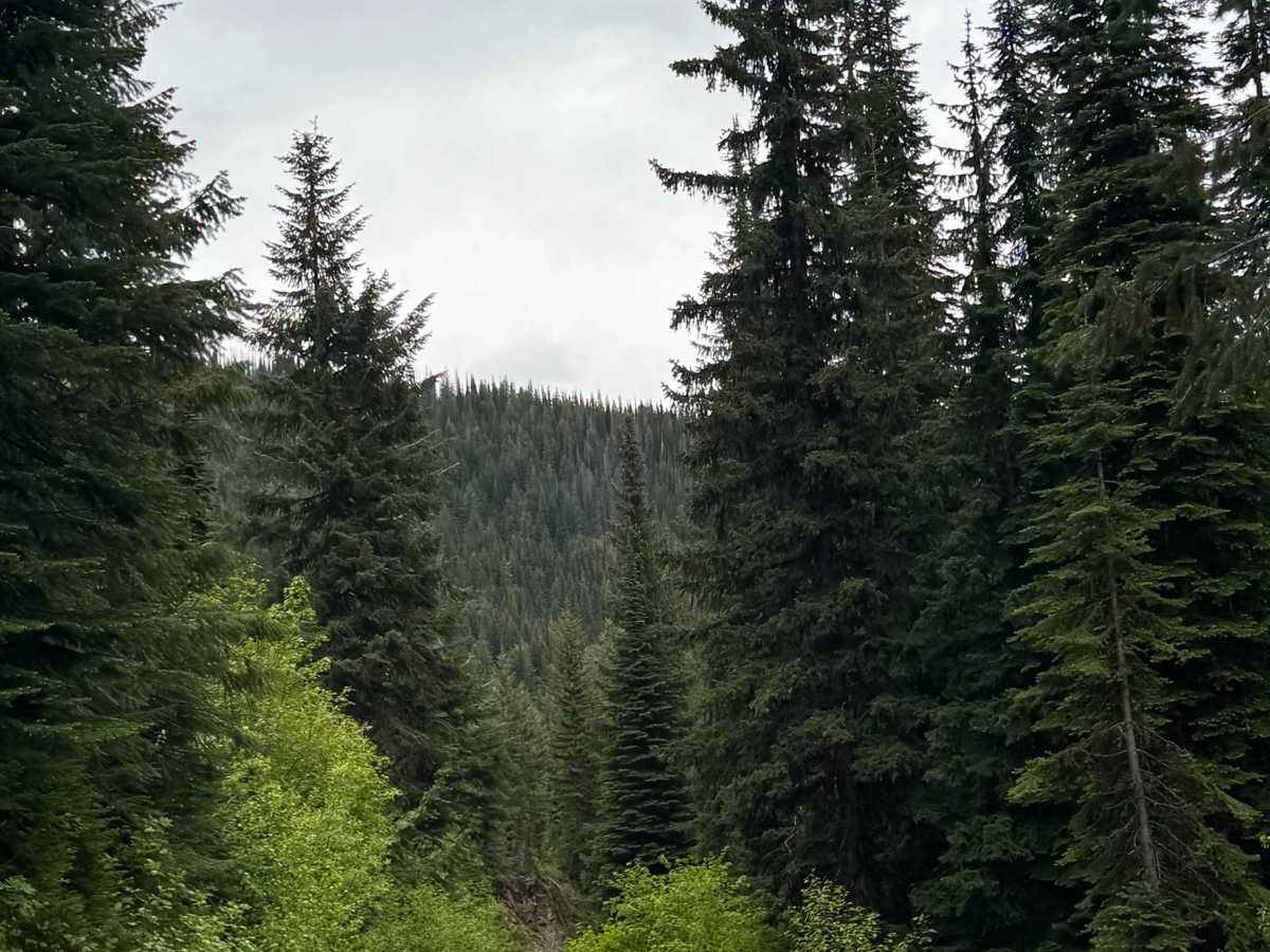 Nordman Road - FS 302 trail photo