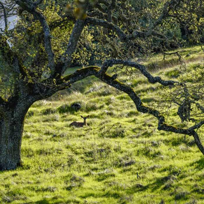 Near Tour of Rancho Canada del Oro