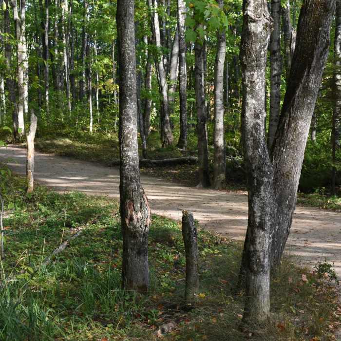 Near Miners Falls Trail Near Miners Falls Trail