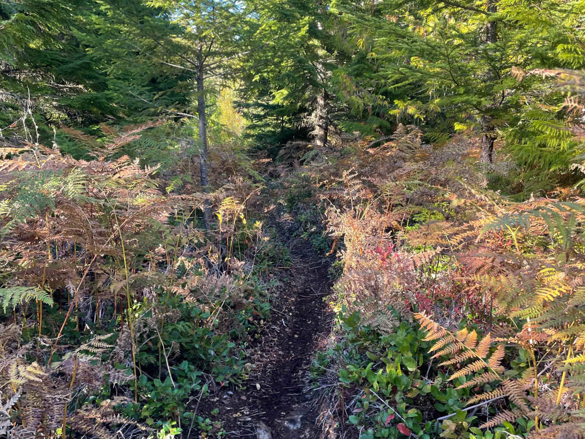 Parallel Lines trail photo
