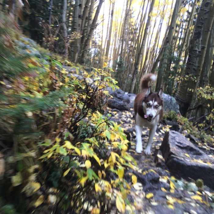 Zooming through the falling raindrops and leaves. Near Raven's Ridge to Lake Peak Loop