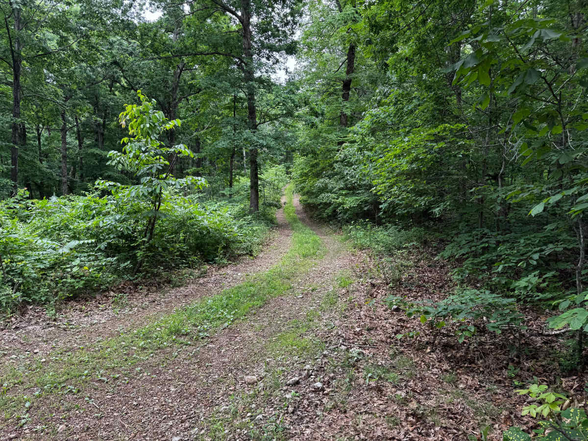 Rosemary Knob photo 5