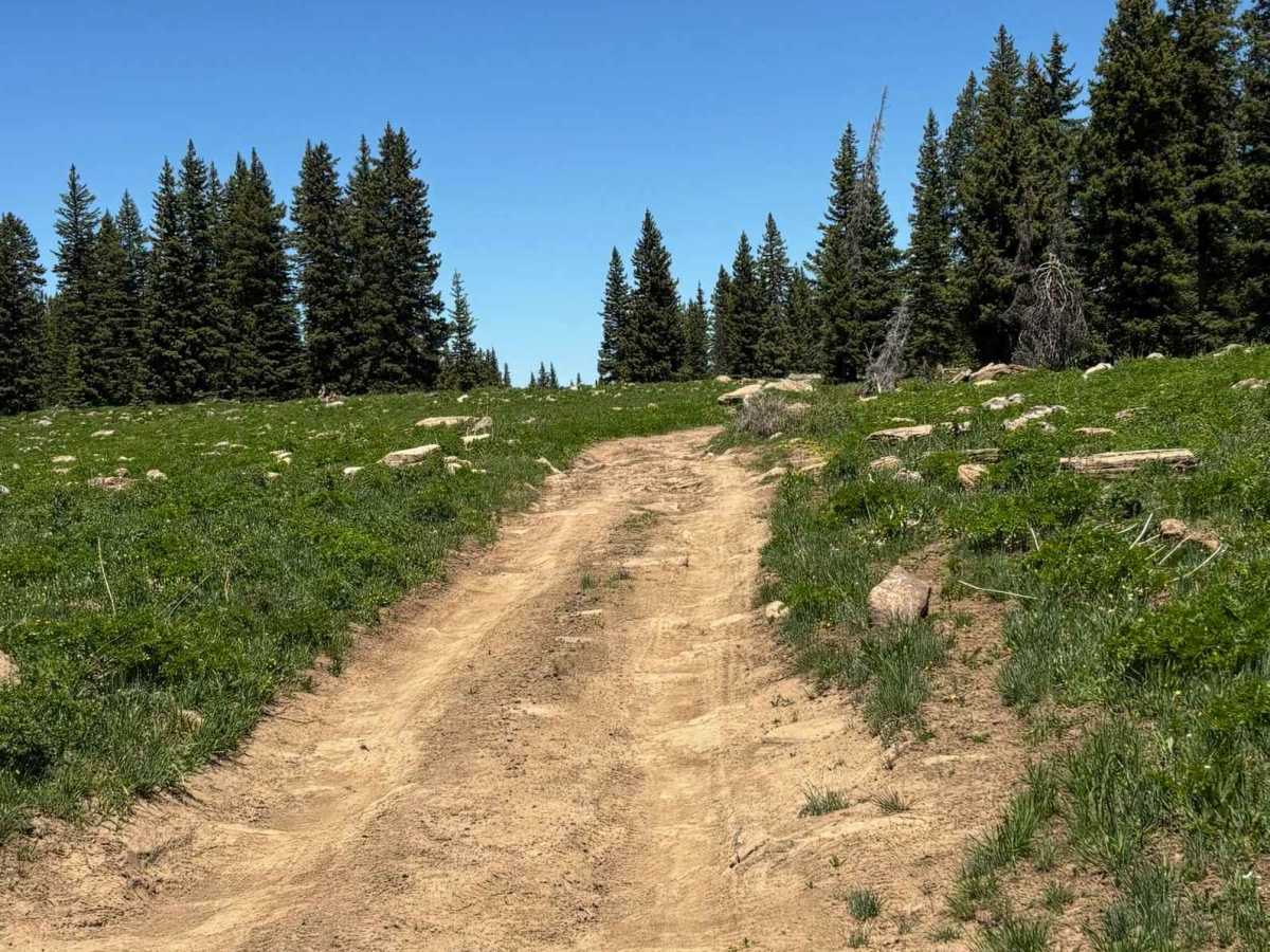Cattle Guard Road photo 4