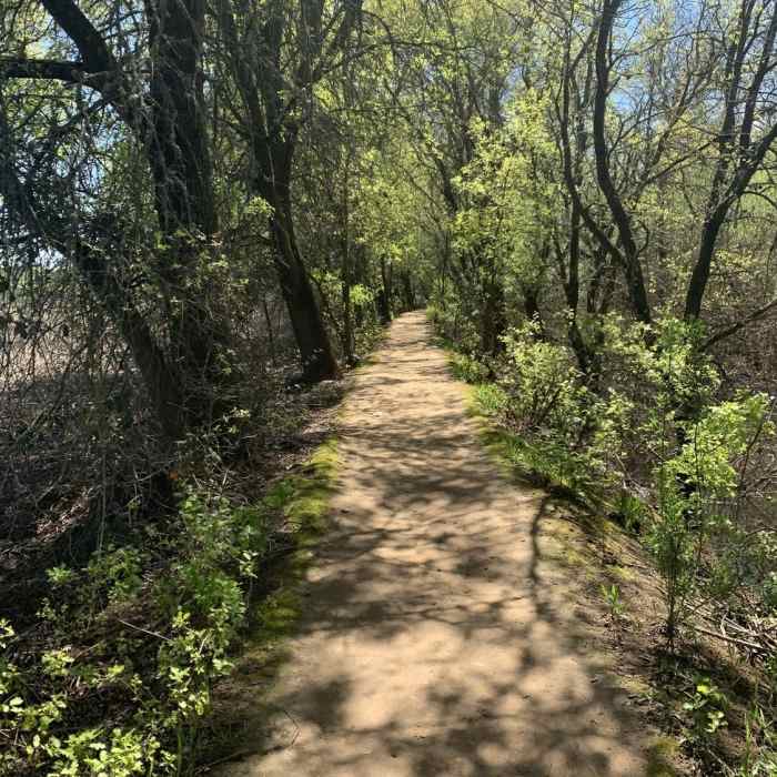 Near Cosumnes Nature Loop