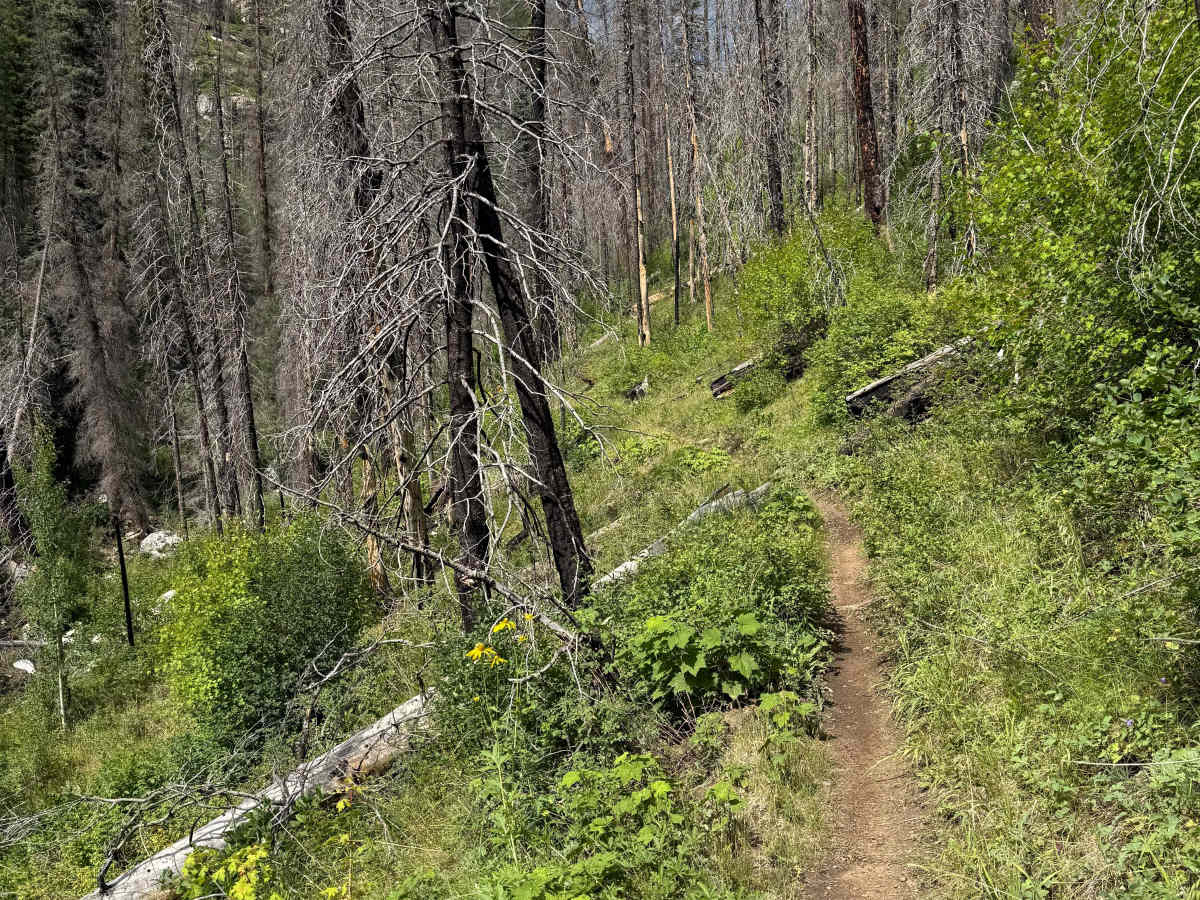 Hermosa Creek Trail (514) photo 2