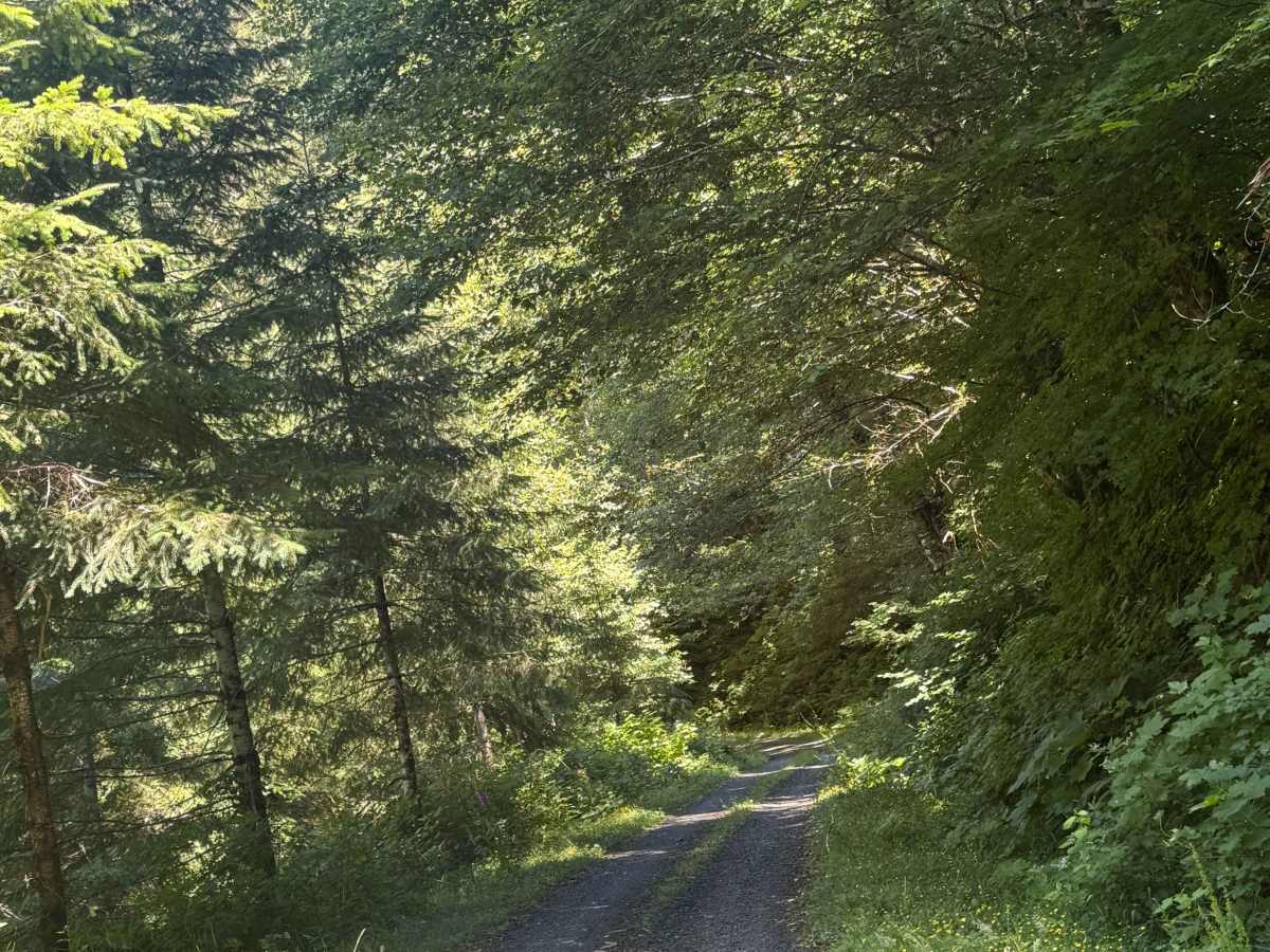 Nook - FS 2283 trail photo