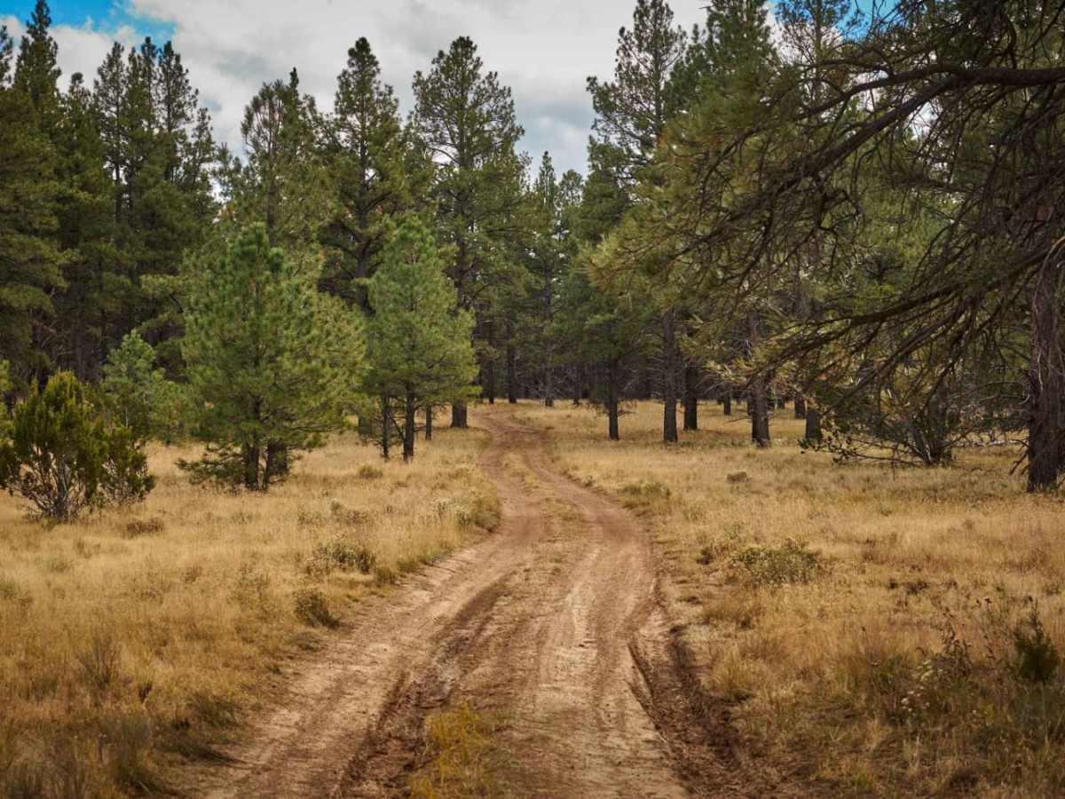 FR 712 trail photo