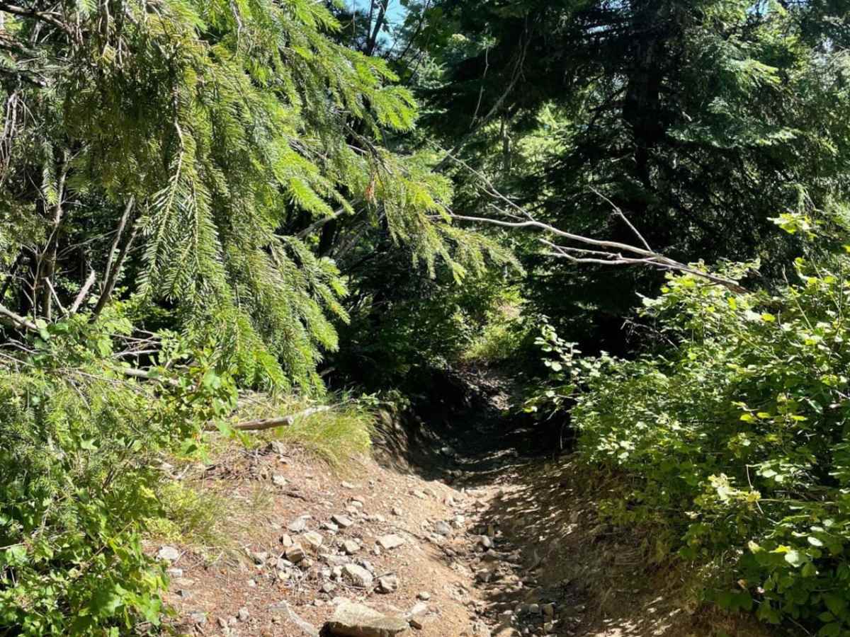 Nicholas Ridge photo 5