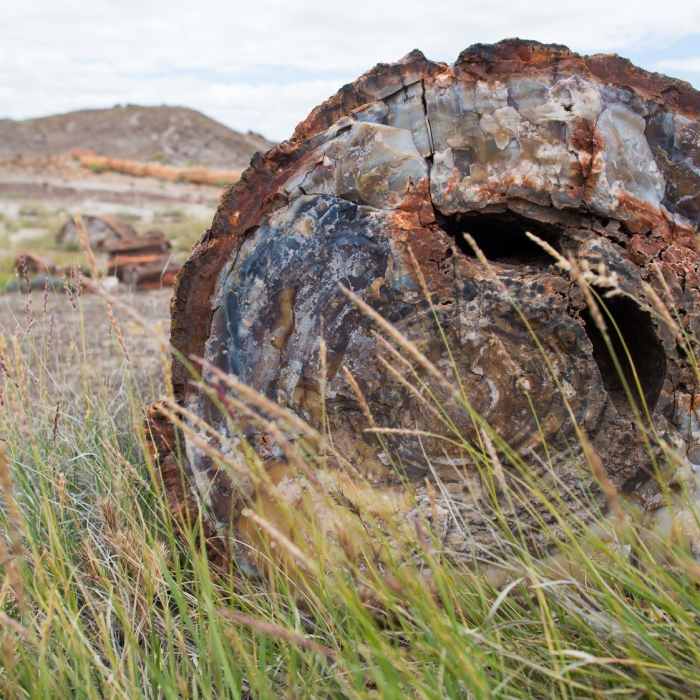 Near Crystal Forest Trail
