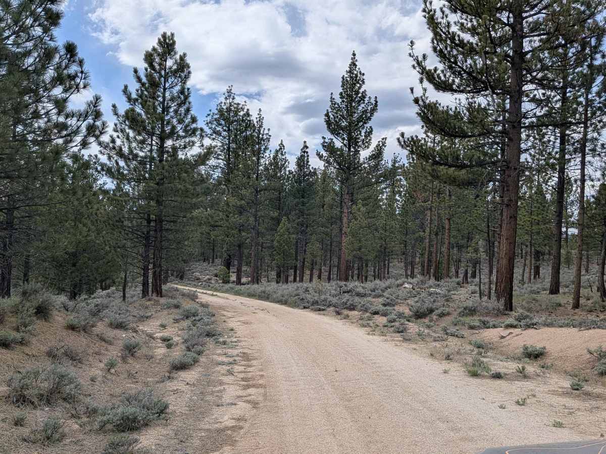 North Rattlesnake - FS 24S33 trail photo