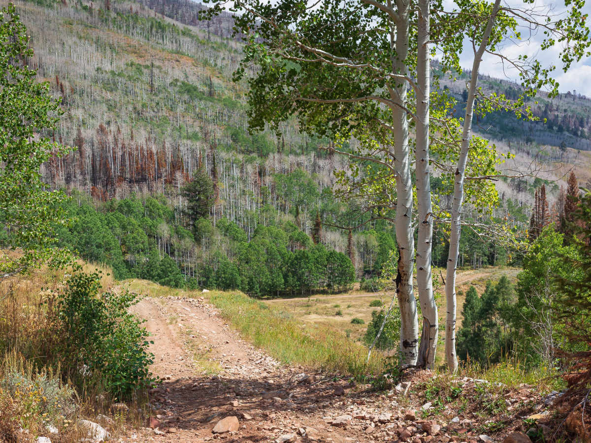 Left Fork Rhodes Canyon - FS 70151 photo 2