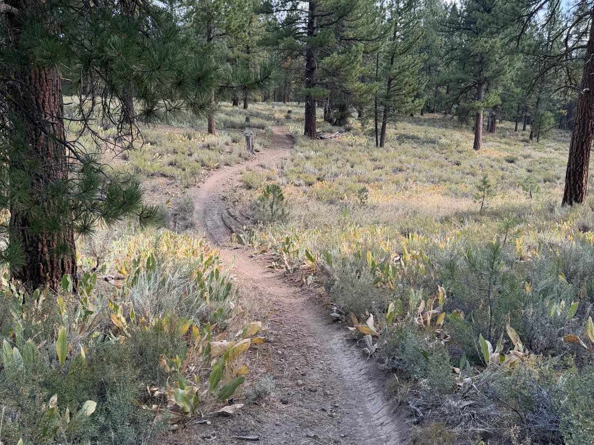 #33 trail photo