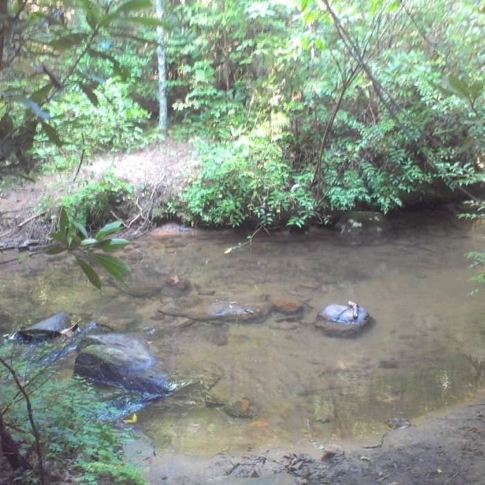 Near Stonewall Falls