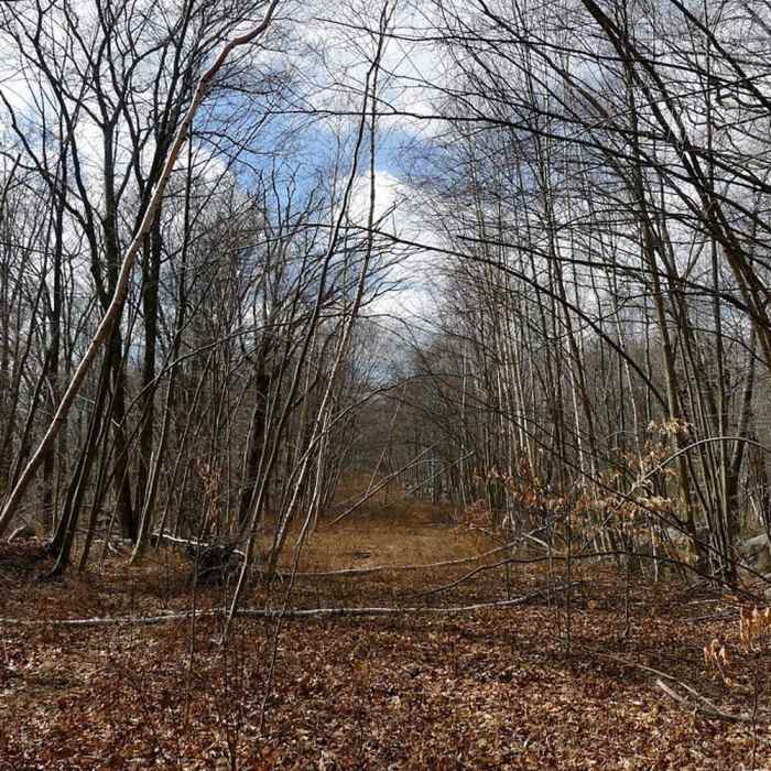 Dogtown Trail Near Dogtown Loop