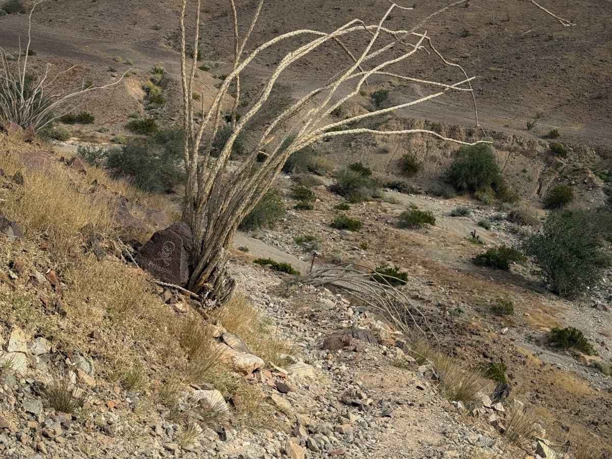 Bird Pole  trail photo