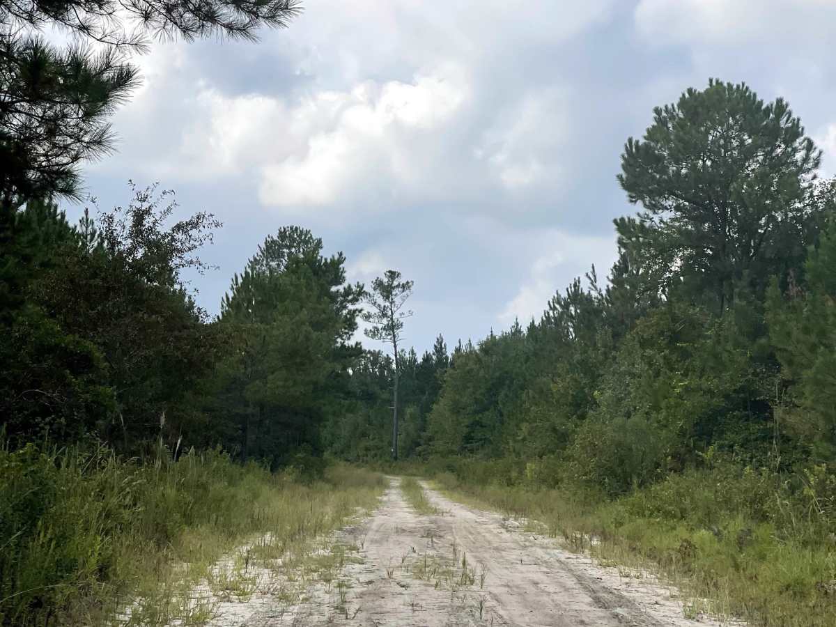 Patrick Road trail photo