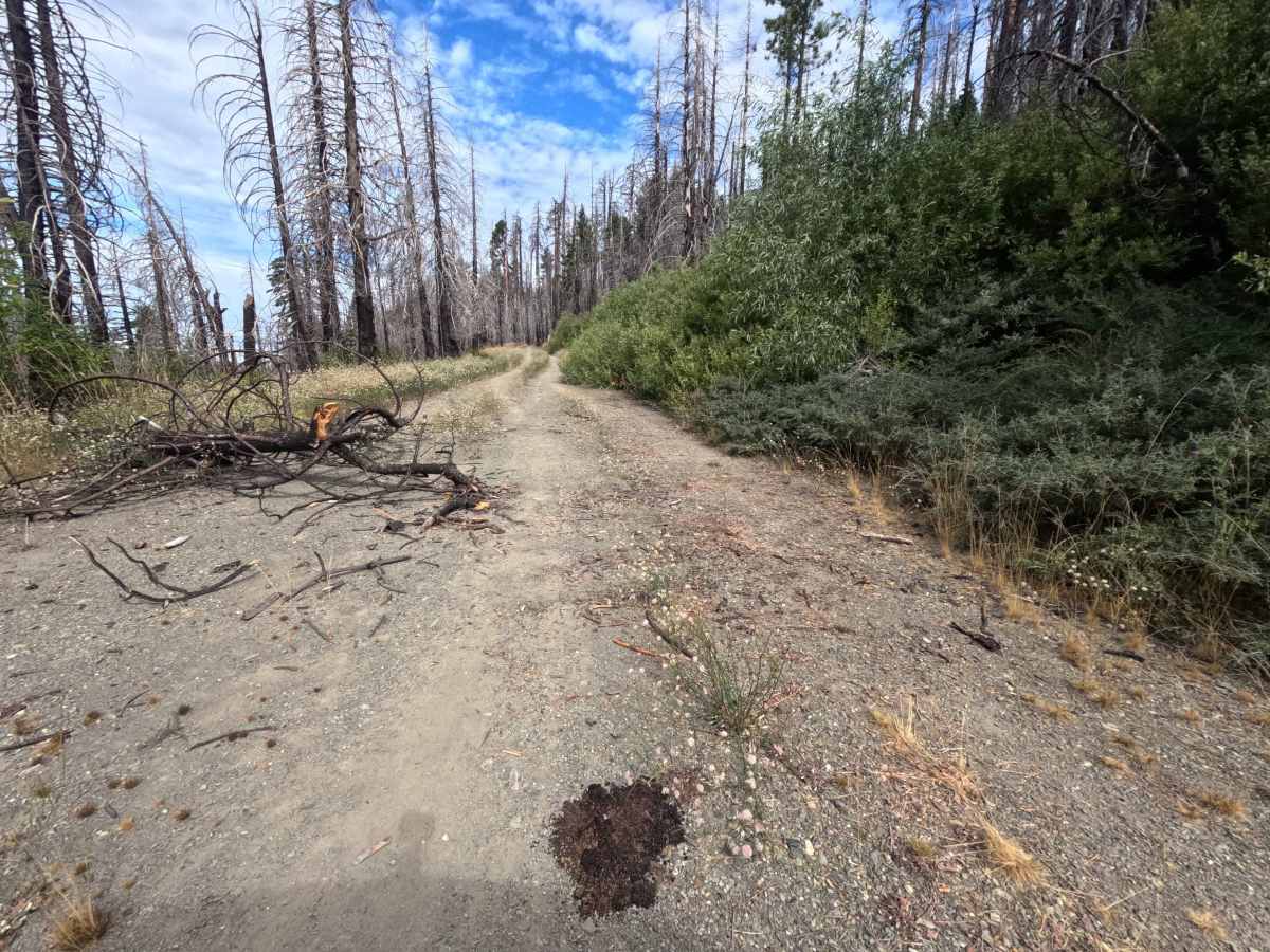 Sheep Creek - FS 20N09 photo 6