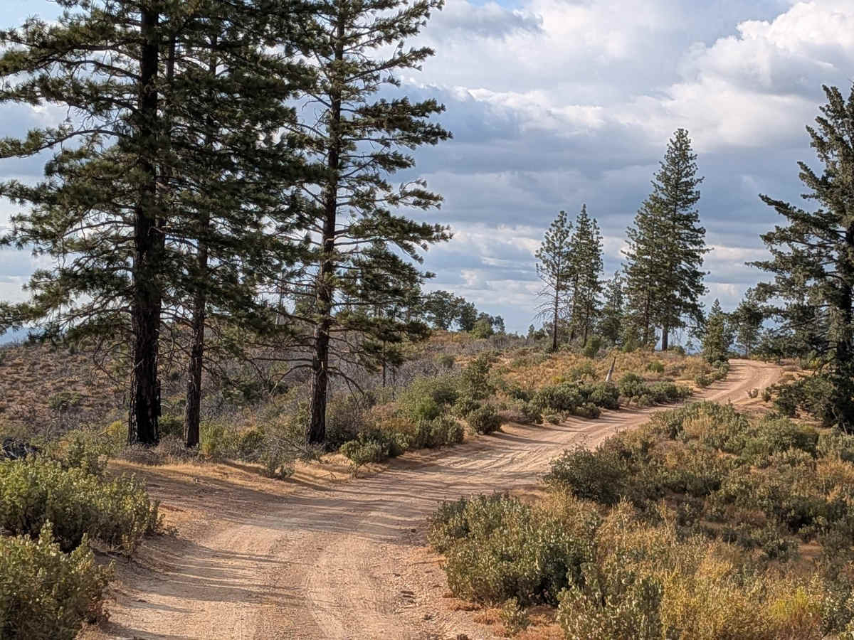 Buffalo Gulch - FS 4S11 trail photo