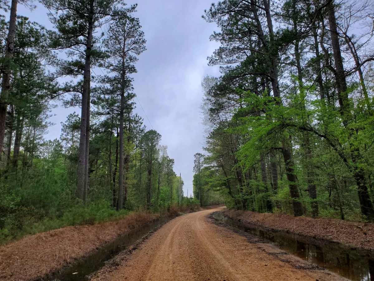 Highway 24 to Poison Springs WMA photo 5