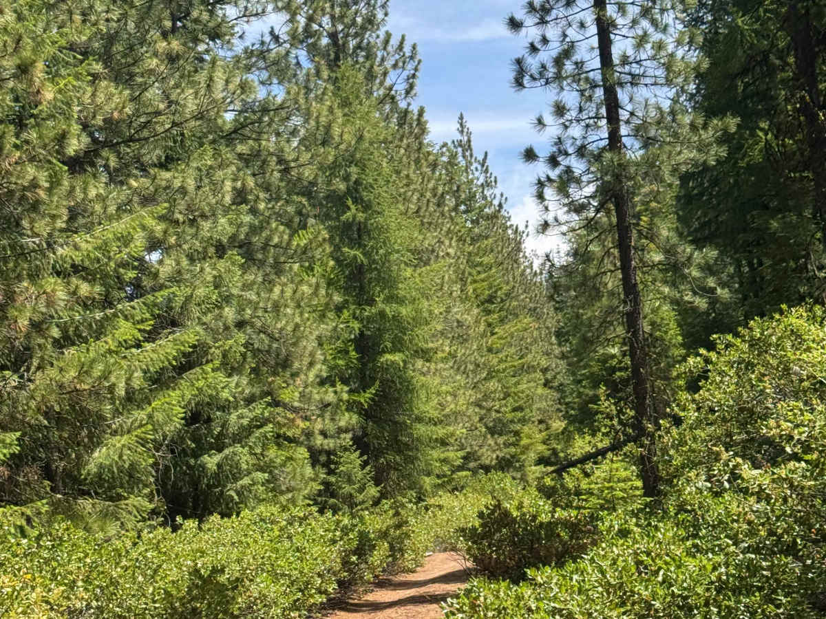 Black Butte North - FS 1110-700 photo 6