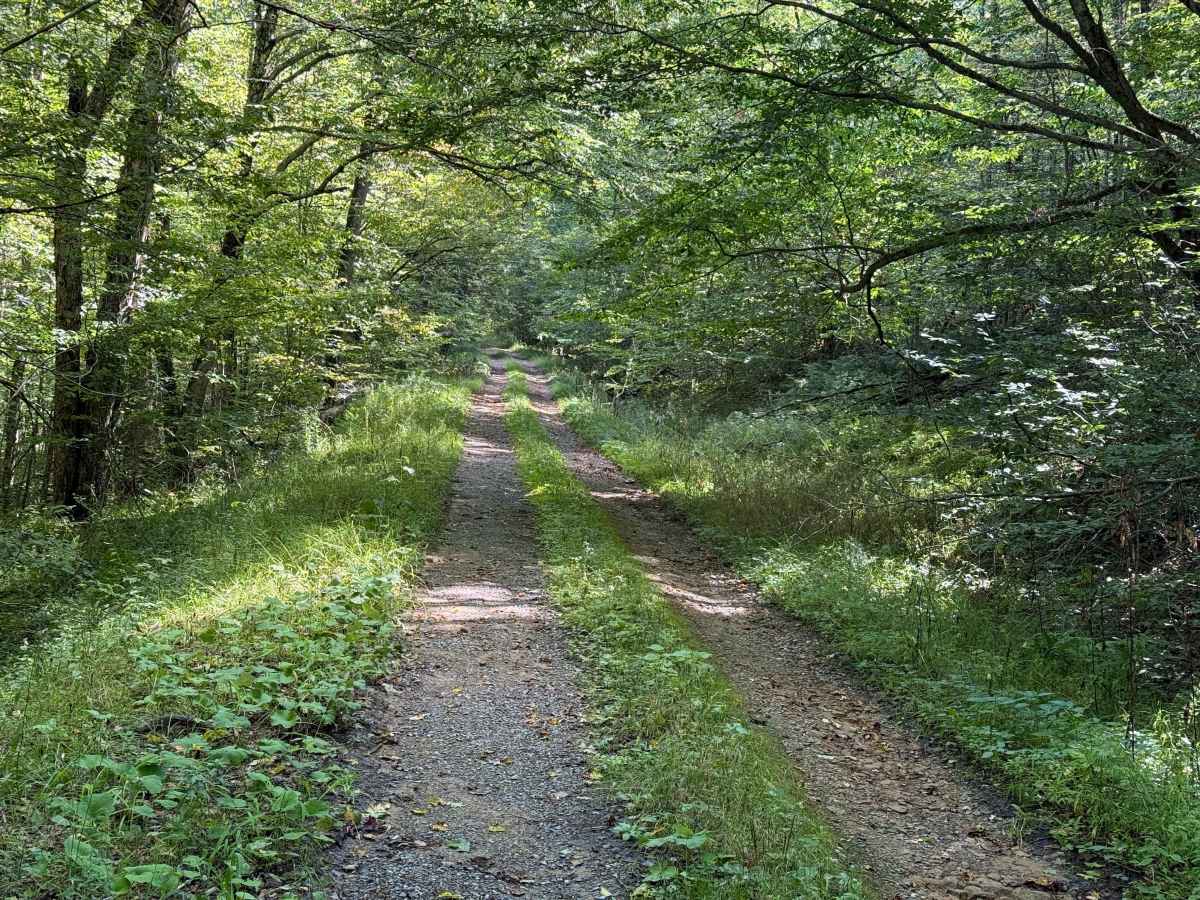 Bucklick A - FS 176A photo 3