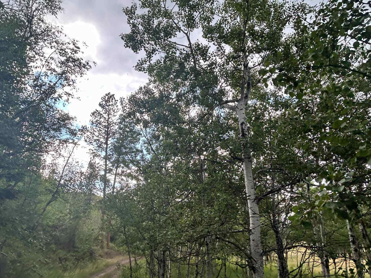 Valley Trail - FS 669 photo 2