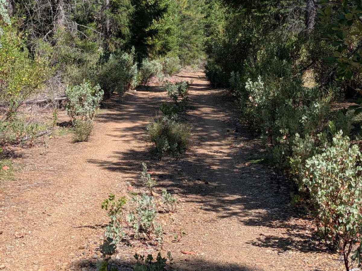 West Dubakella Road - FS 29N68  photo 5