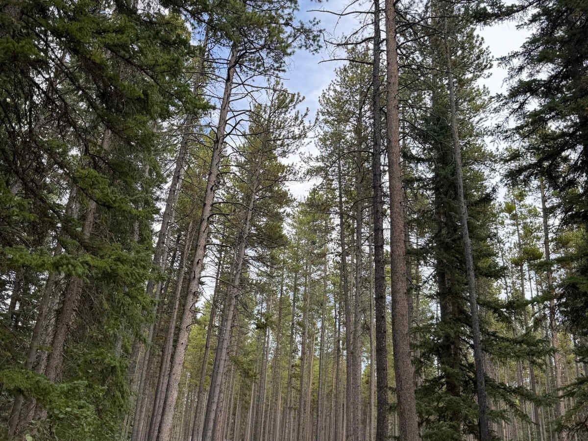 Middle Fork Campground Road trail photo