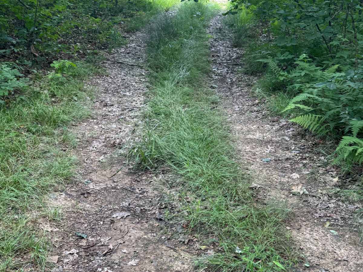 Trail 89 photo 3