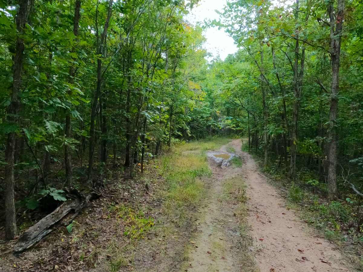 Big Buck - FS 2526 photo 5