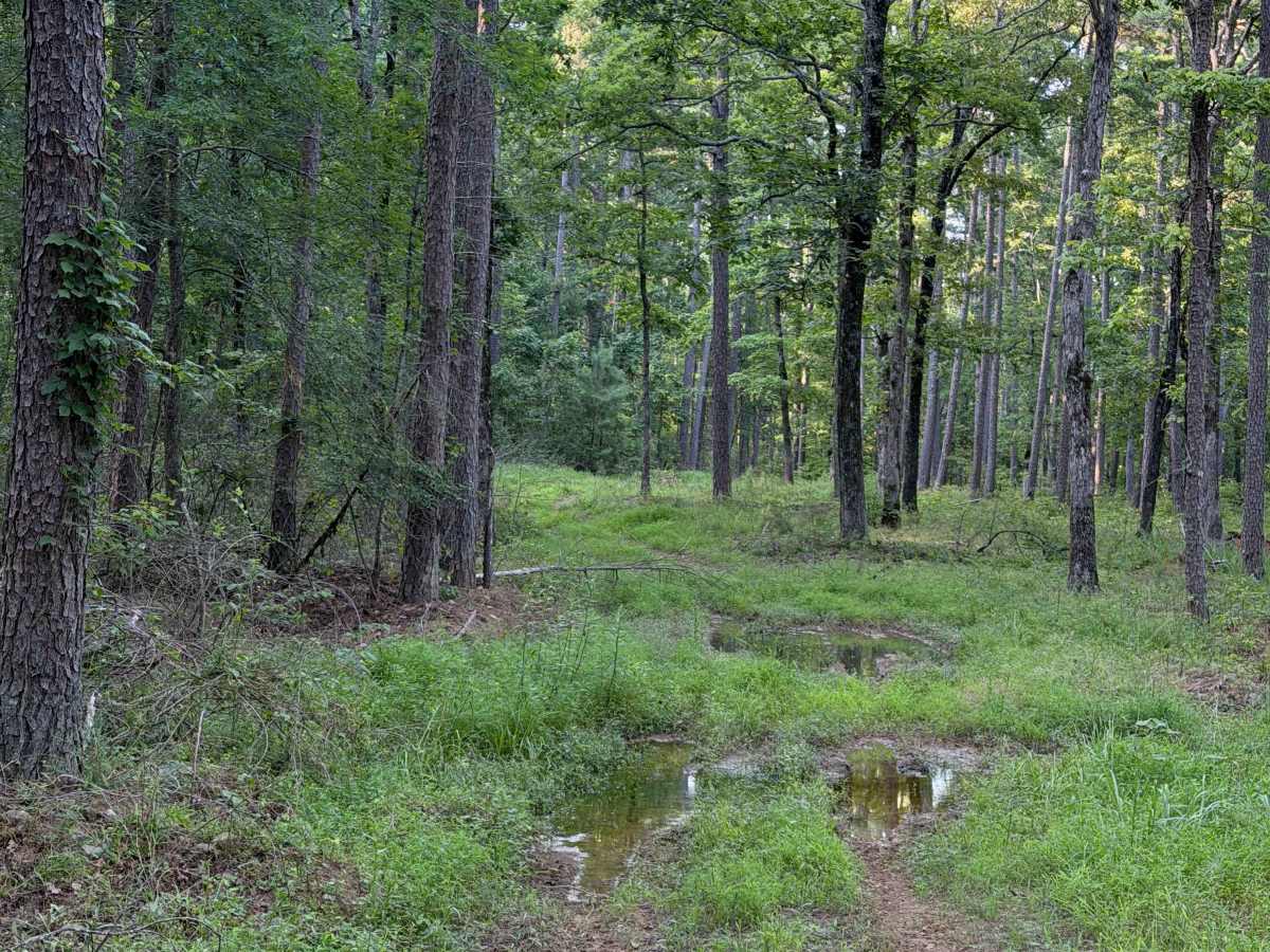 Mud Season trail photo