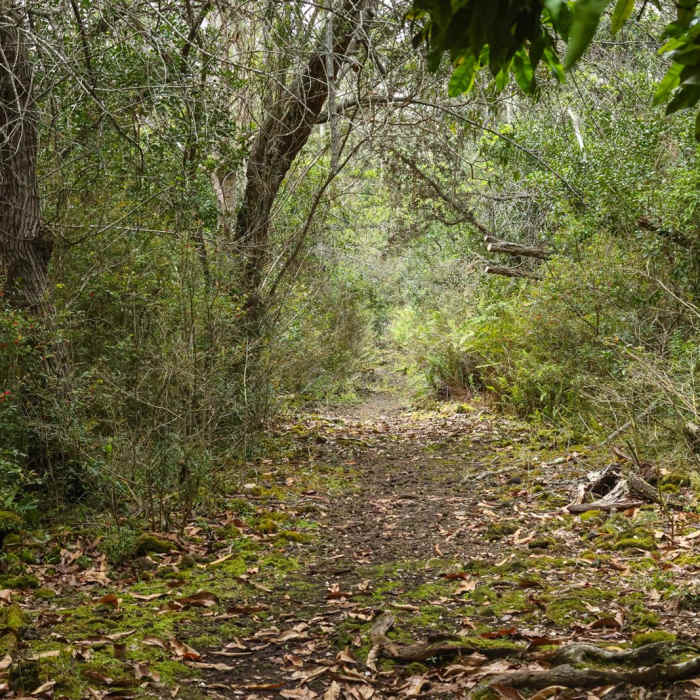 Near Manuka Nature Trail Near Manuka Nature Trail