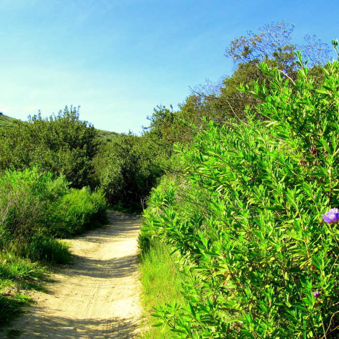 Lynx Trail. Near Aliso Wood Canyon 20-Mile Loop