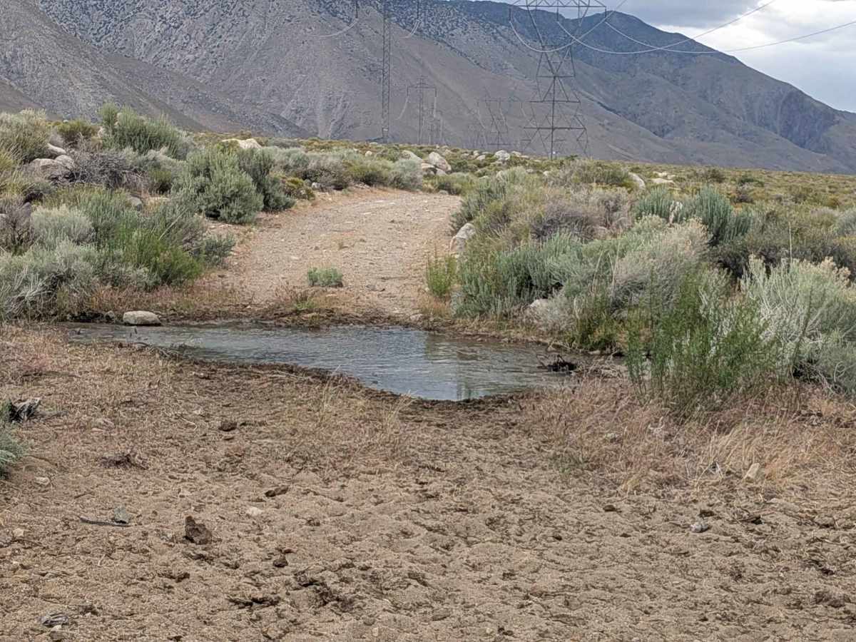 BLM SE740 photo 6