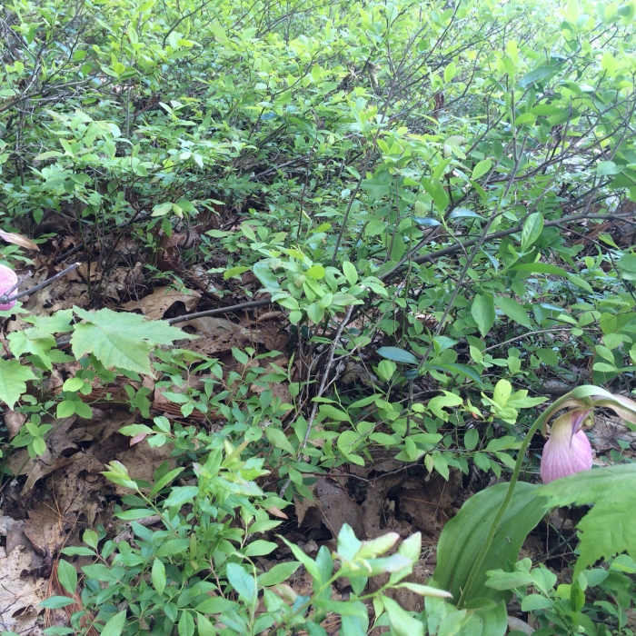 Near Trapps Overcliff Trail