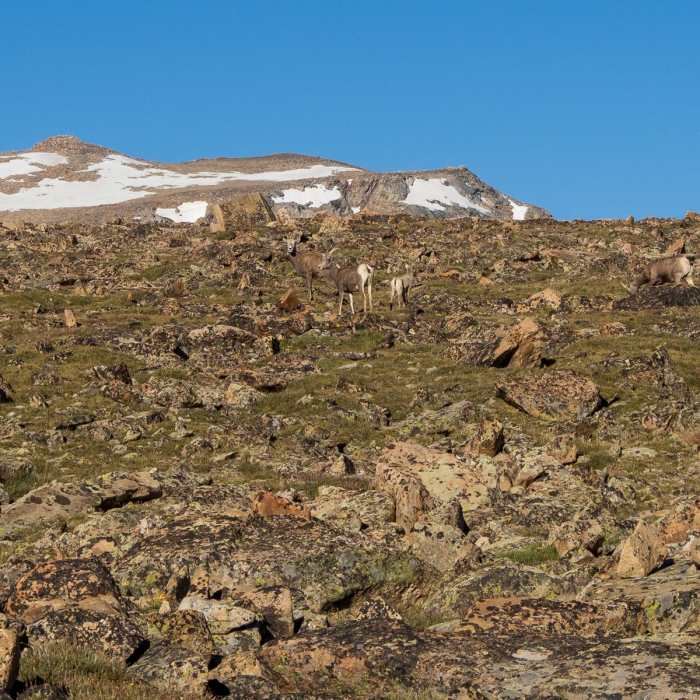 Near Wind River High Route: Section 4