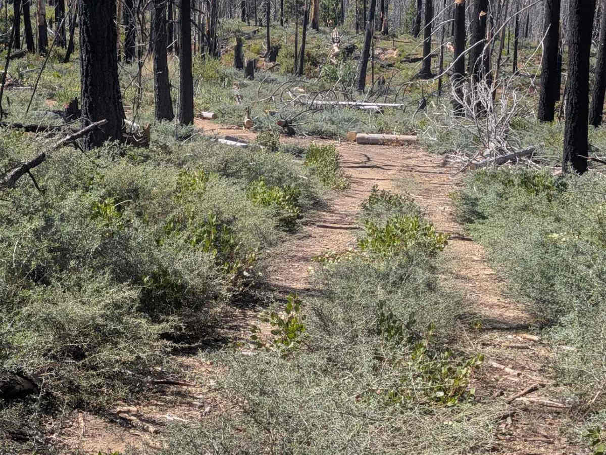Redding Pine Road - FS 29N38 trail photo